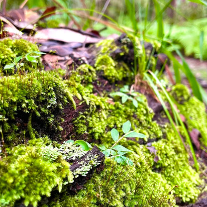 Moss Forest -Necklace-